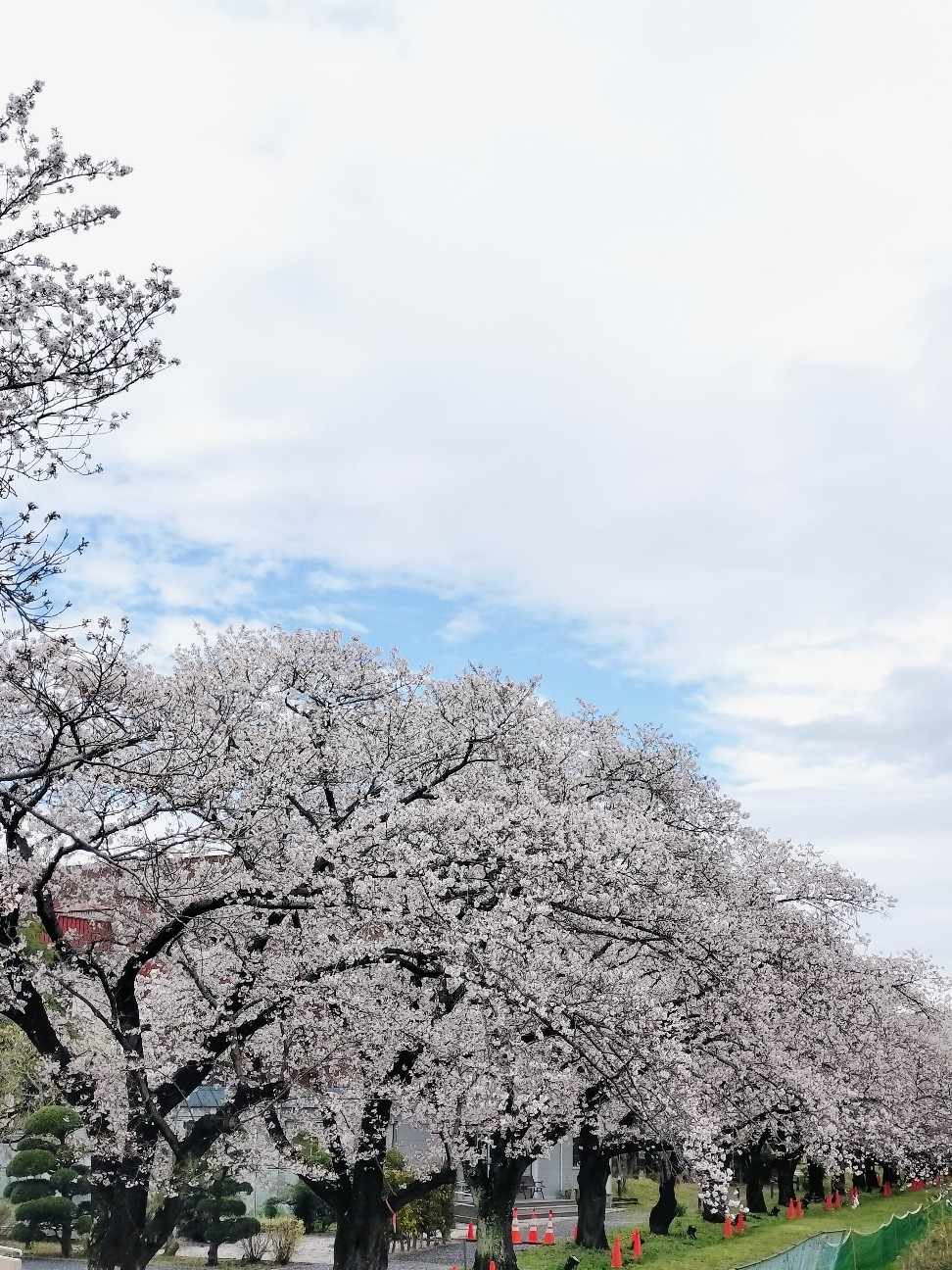f:id:brook-tokigawa:20260402151008j:image
