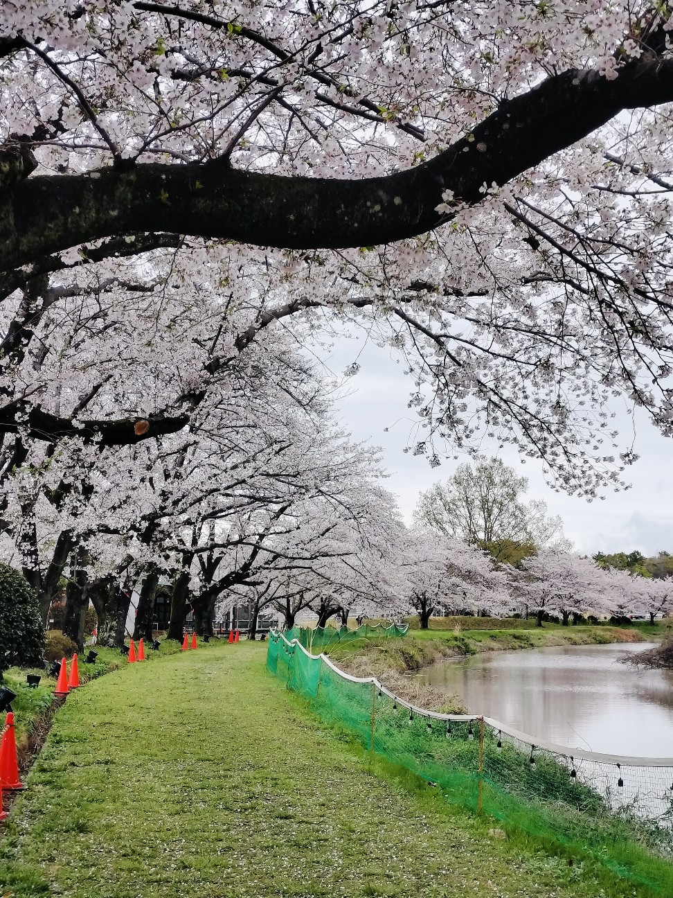 f:id:brook-tokigawa:20260402151011j:image