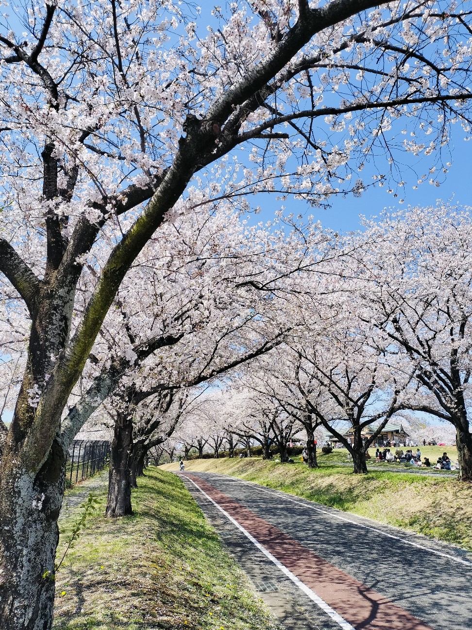 f:id:brook-tokigawa:20260403153738j:image