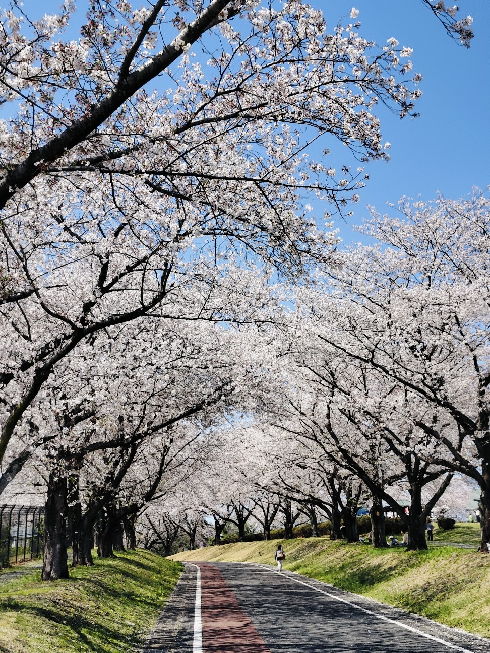 f:id:brook-tokigawa:20260403153740j:image