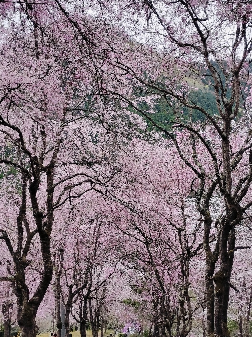 f:id:brook-tokigawa:20260406164107j:image