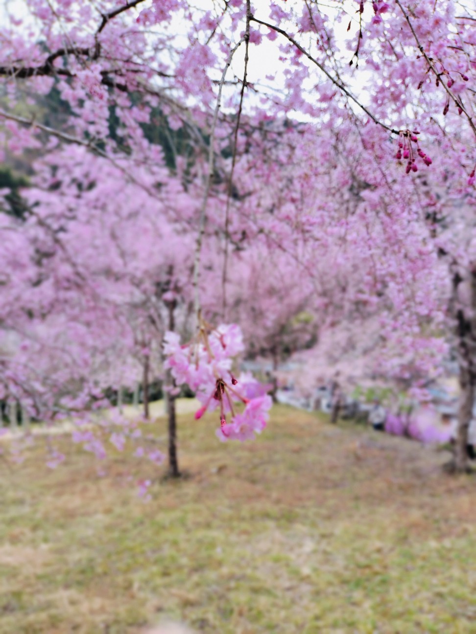 f:id:brook-tokigawa:20260406164111j:image
