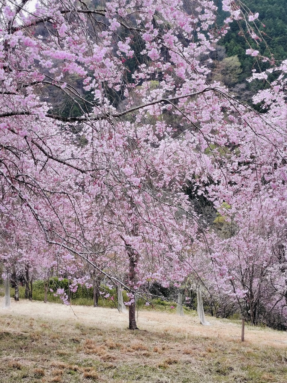f:id:brook-tokigawa:20260406164112j:image