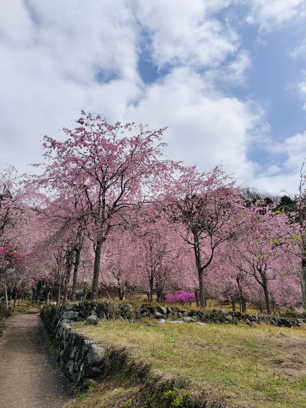 f:id:brook-tokigawa:20260406164213j:image