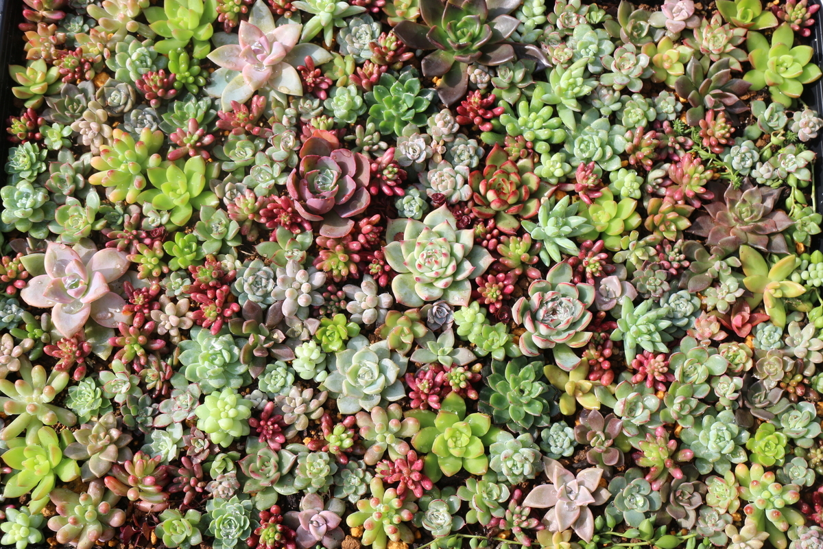 f:id:brooklynlifehack:20201119113643j:plain