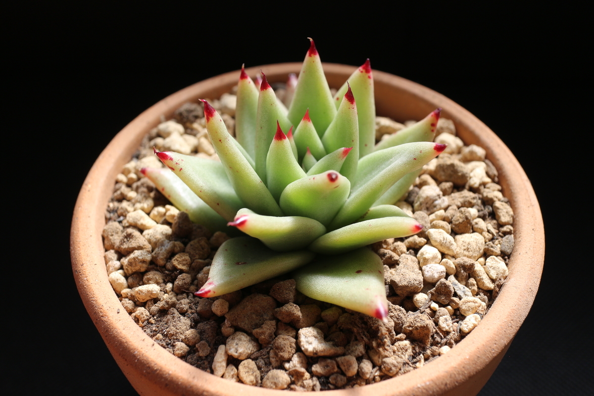 f:id:brooklynlifehack:20201203115453j:plain