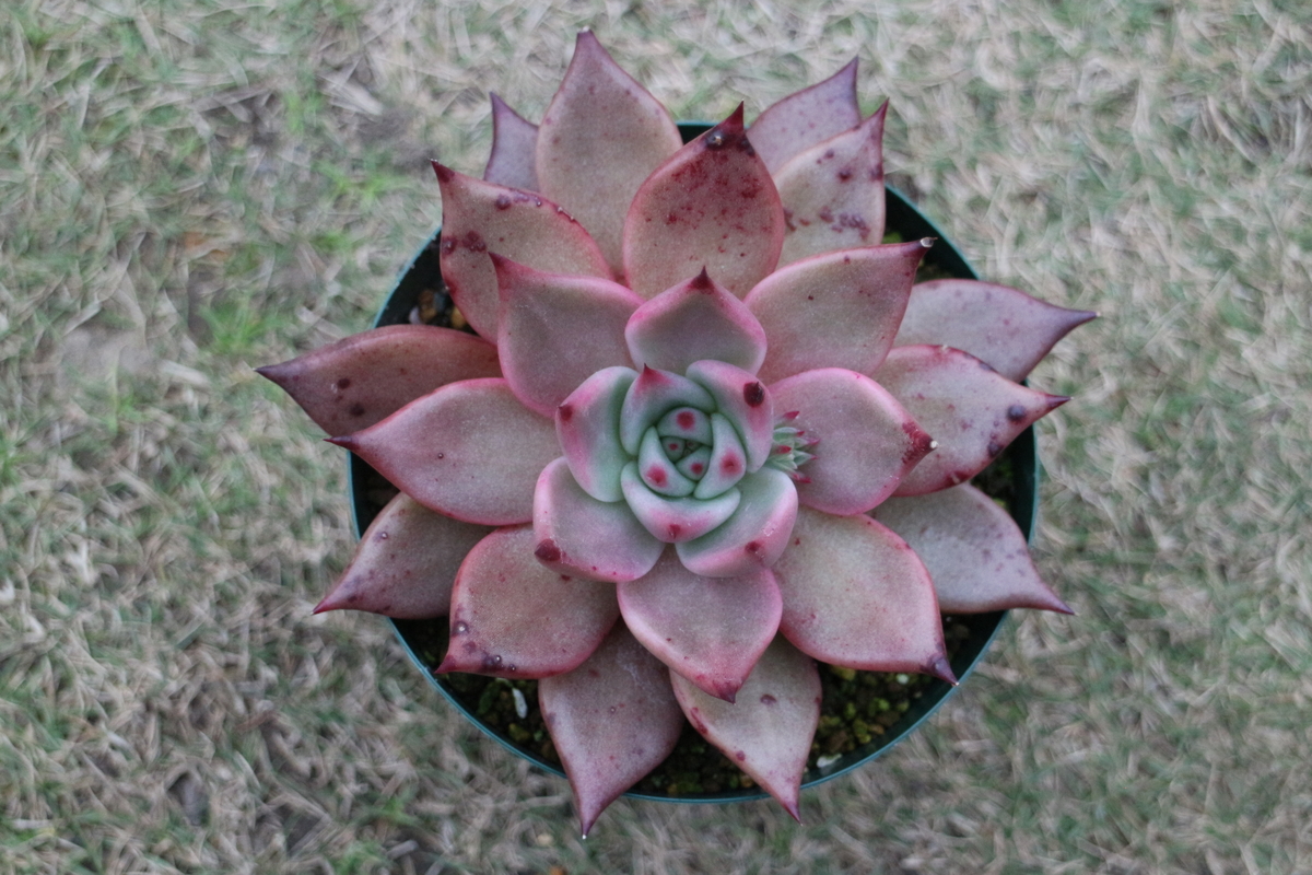 エケベリア紹介 5】ロメオ Echeveria agavoides 'Romeo