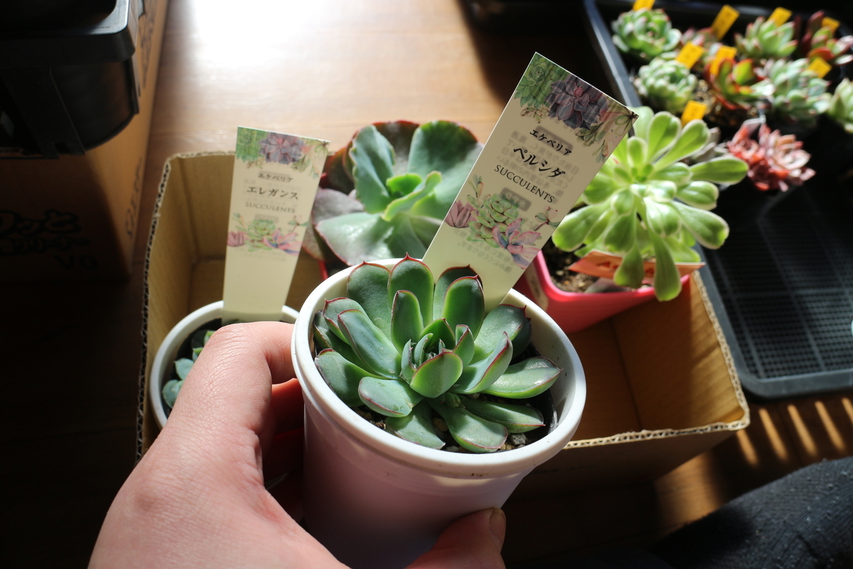 f:id:brooklynlifehack:20210107174223j:plain