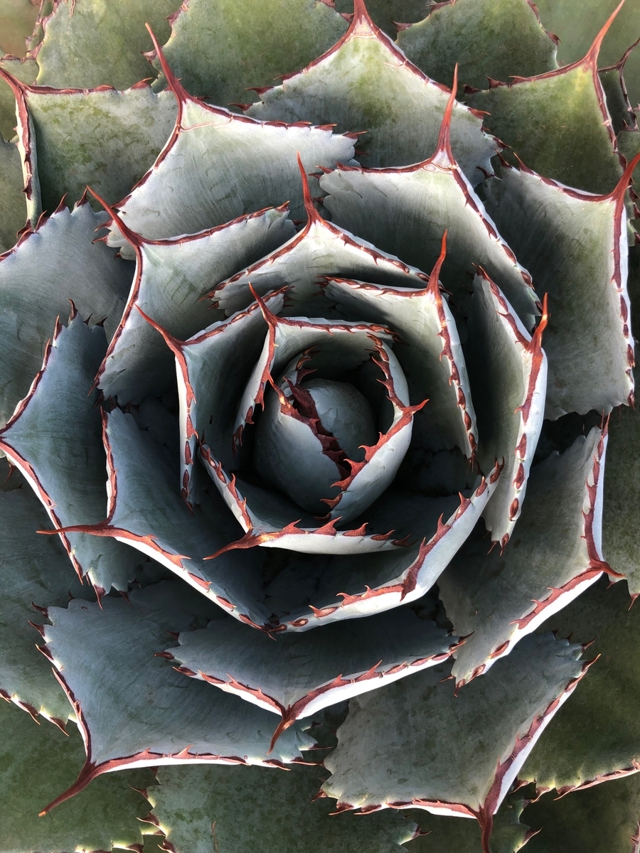 f:id:brooklynlifehack:20210225222847j:plain