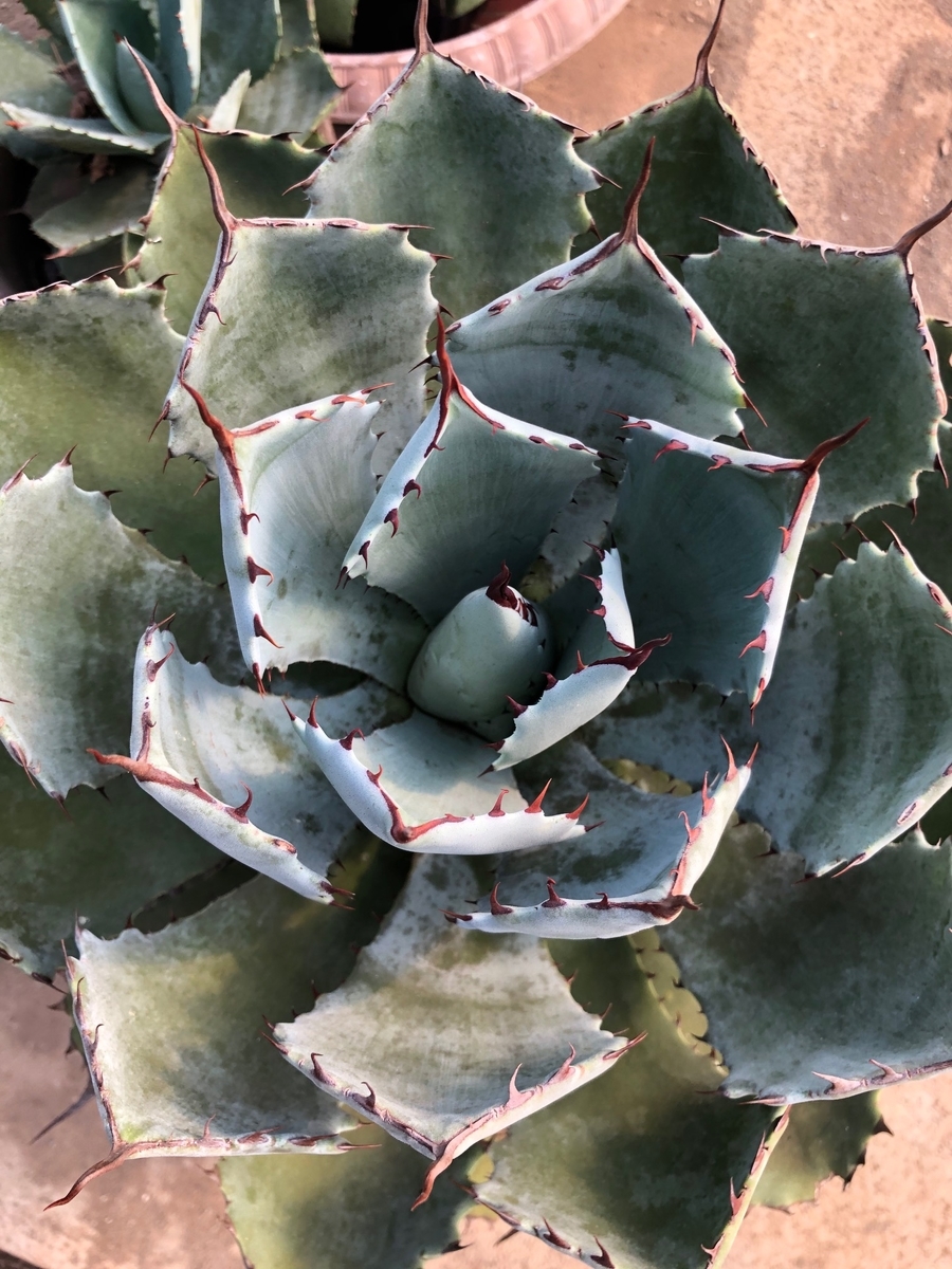 f:id:brooklynlifehack:20210225223044j:plain