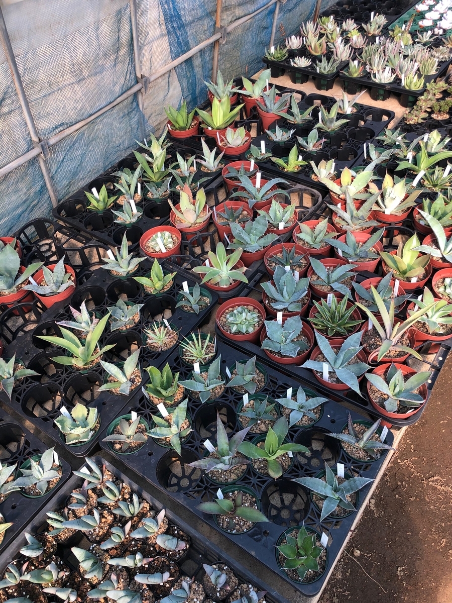 f:id:brooklynlifehack:20210225223235j:plain