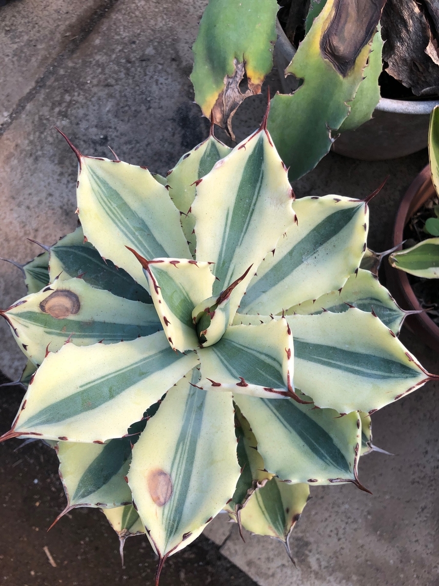 f:id:brooklynlifehack:20210225223703j:plain