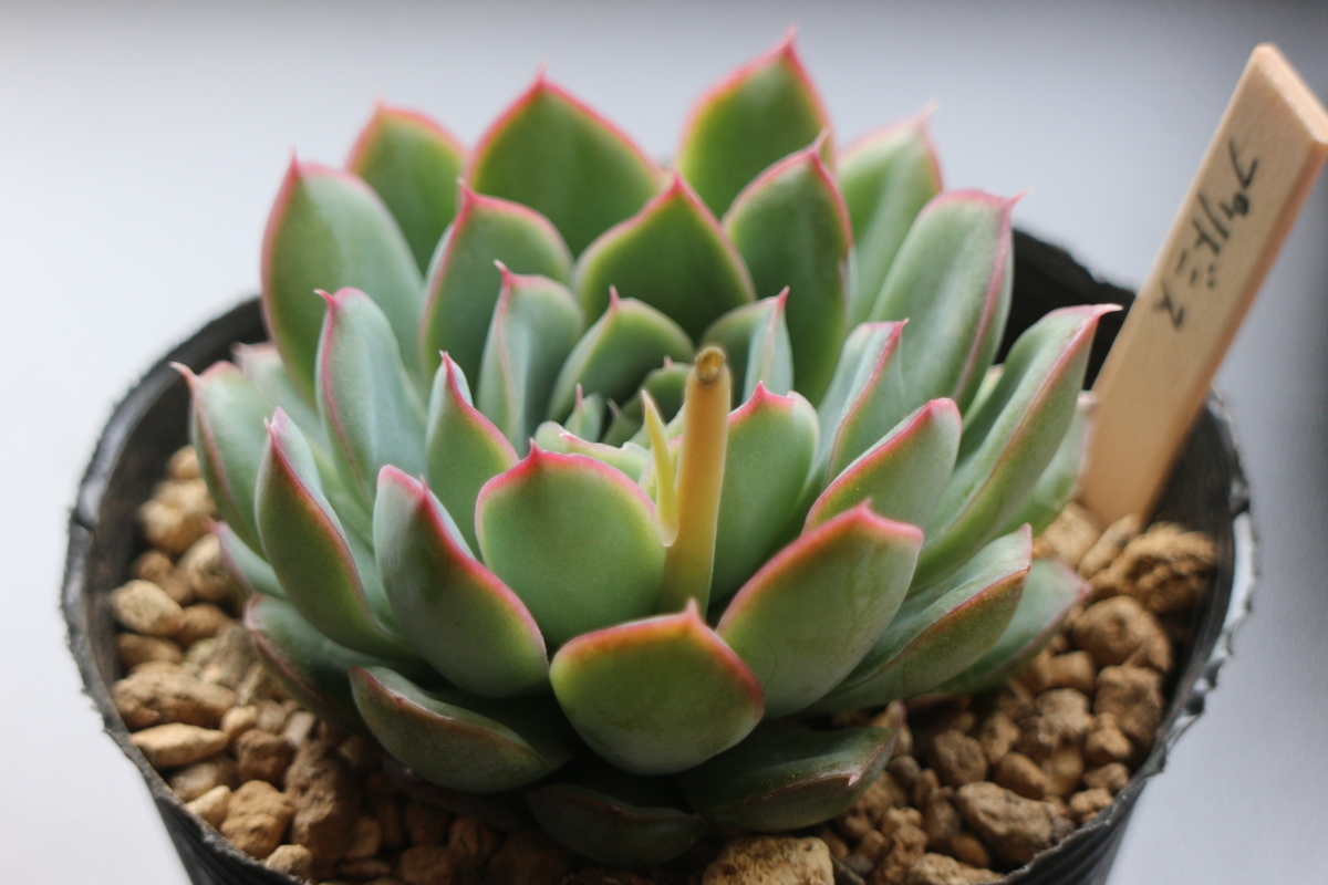 f:id:brooklynlifehack:20210503124846j:plain