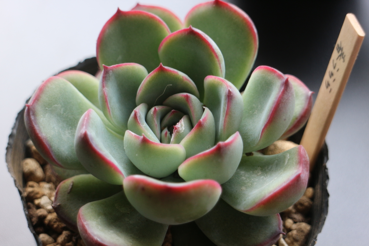 f:id:brooklynlifehack:20210503125024j:plain