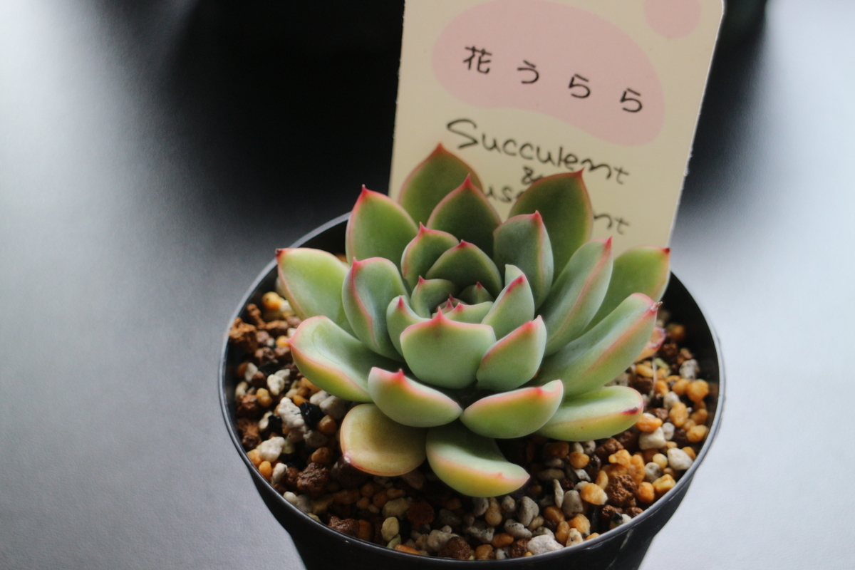 f:id:brooklynlifehack:20210503125613j:plain