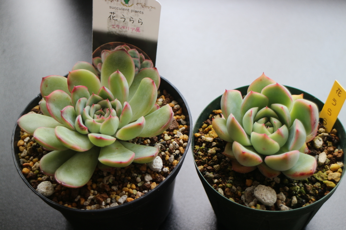 エケベリア紹介 7 プリドニス 花うらら Echeveria Pulidonis ブルックリンライフハック エケベリア紹介 7 プリドニス 花うらら Echeveria Pulidonis ブルックリンライフハック