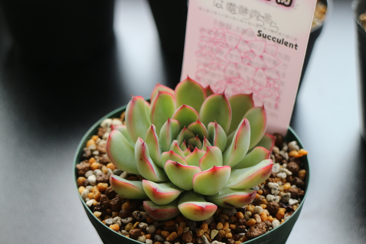 f:id:brooklynlifehack:20210503125813j:plain