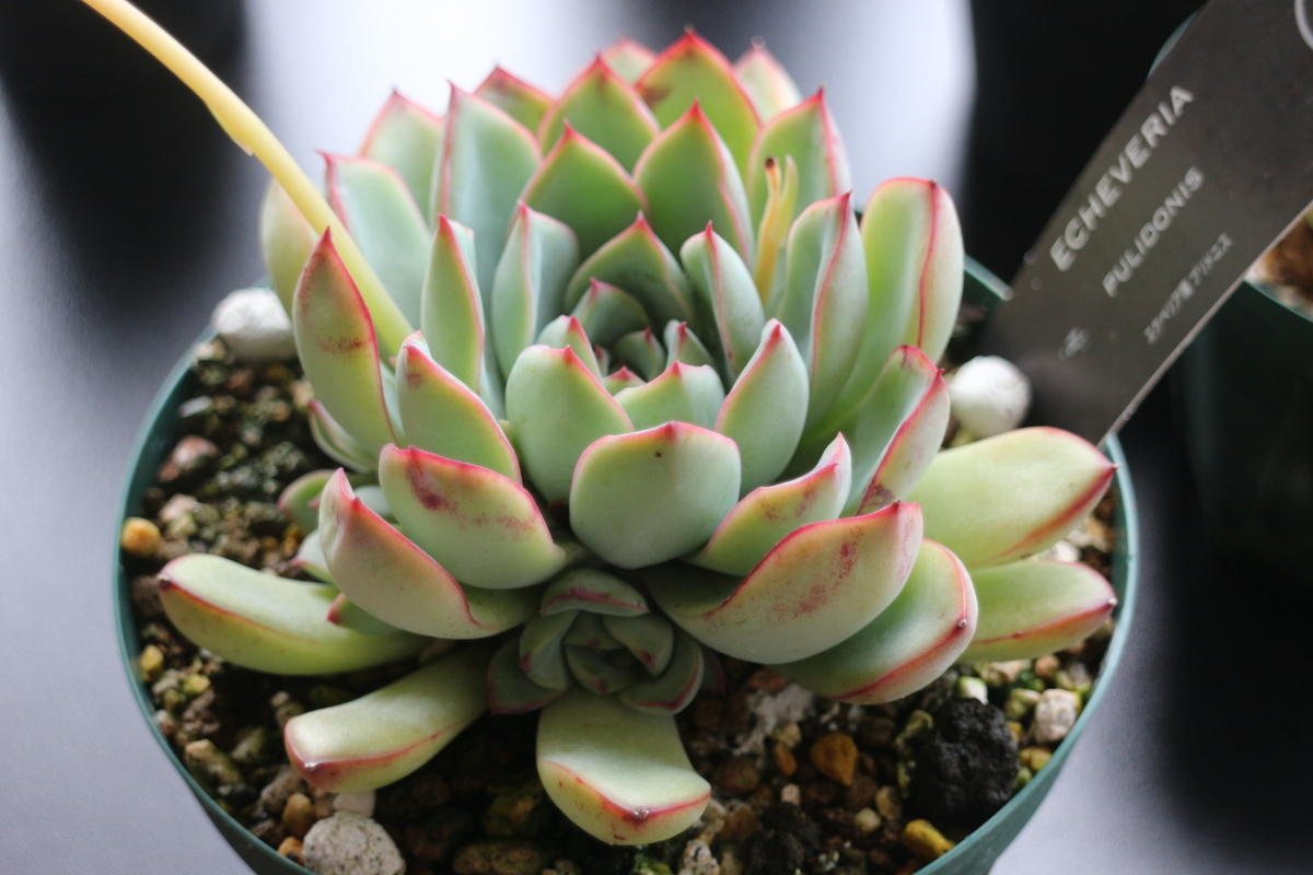 f:id:brooklynlifehack:20210503130734j:plain