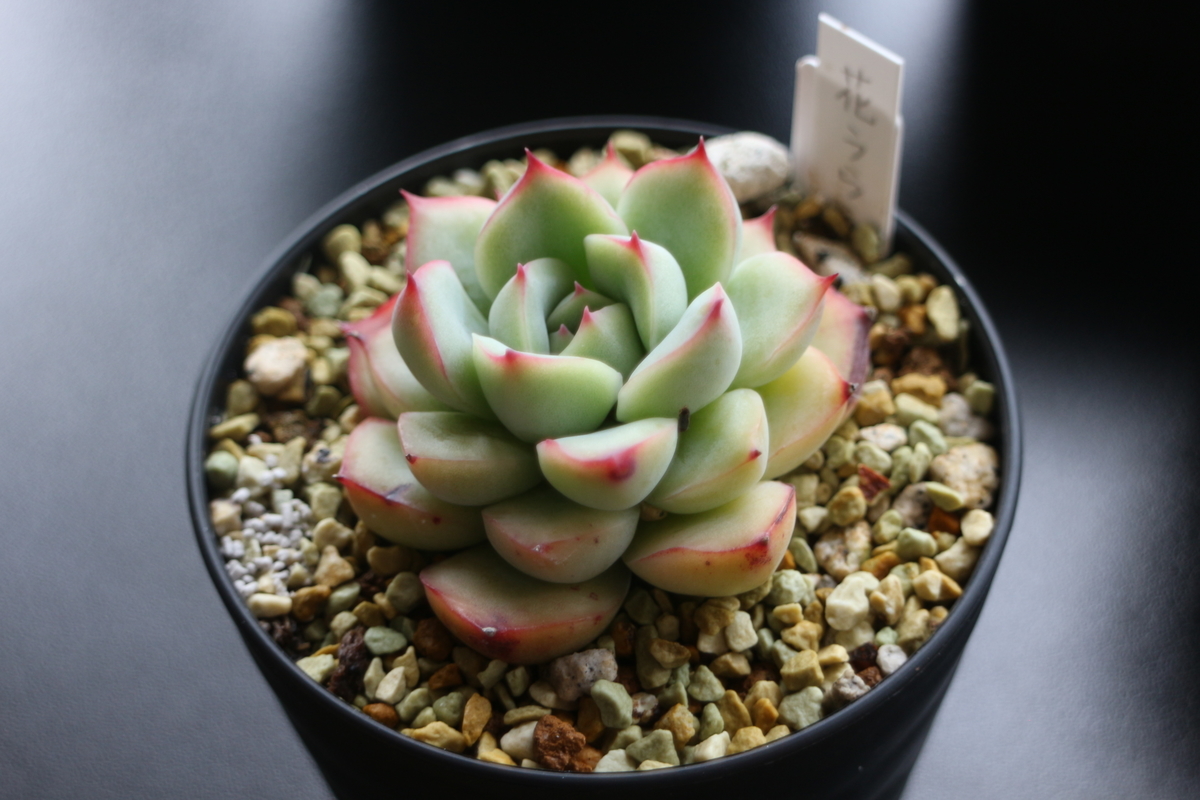 f:id:brooklynlifehack:20210503131300j:plain