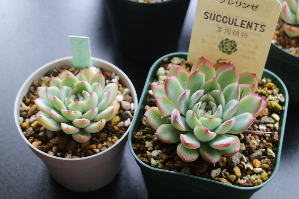 f:id:brooklynlifehack:20210503131554j:plain