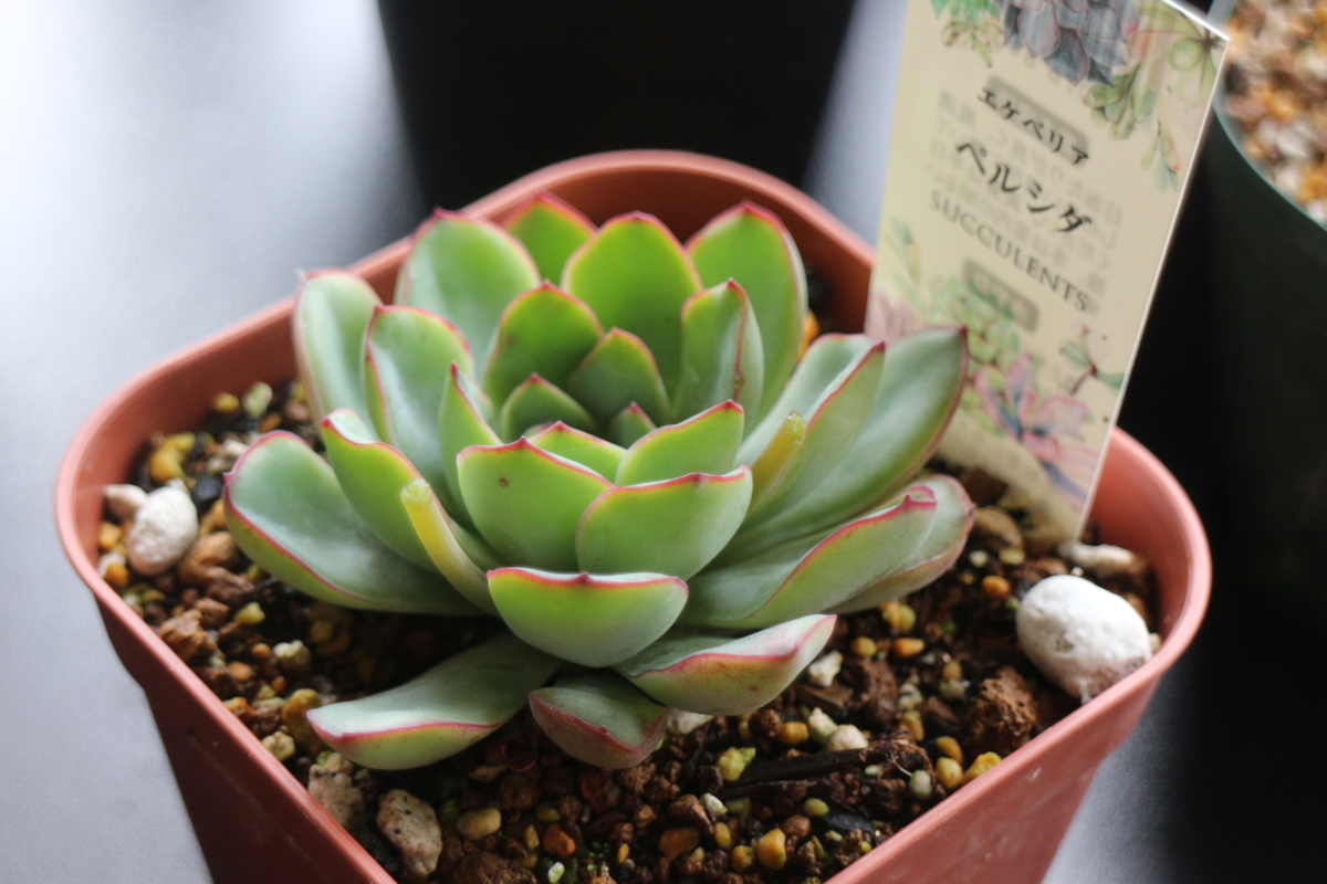 f:id:brooklynlifehack:20210503132101j:plain