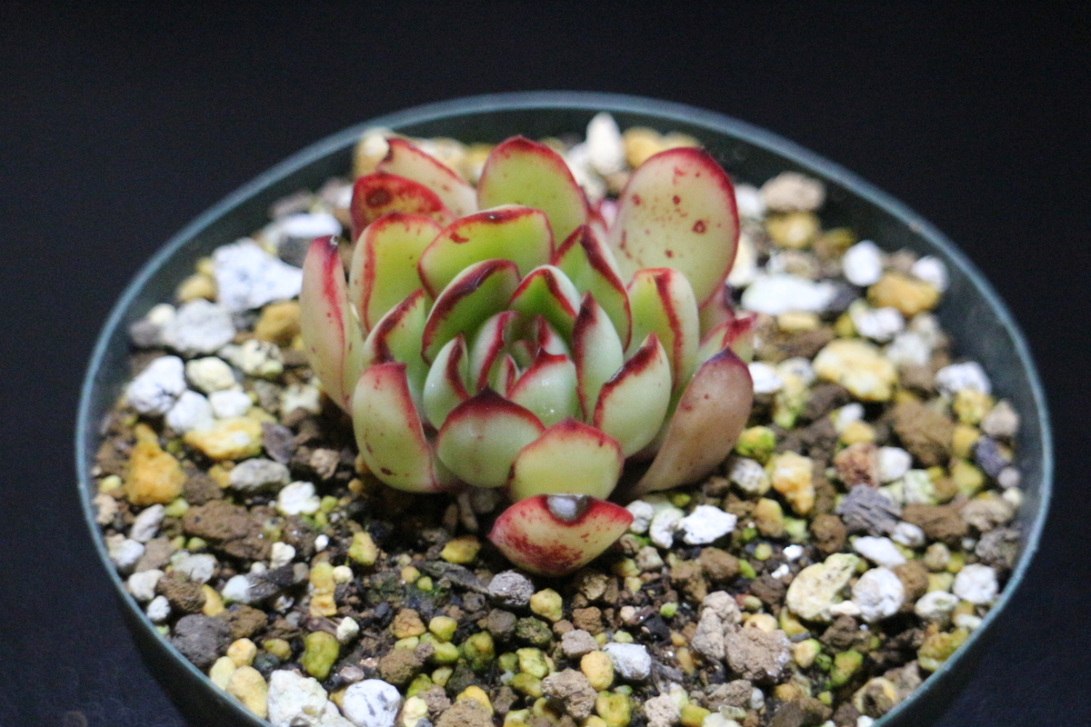 f:id:brooklynlifehack:20210503200031j:plain