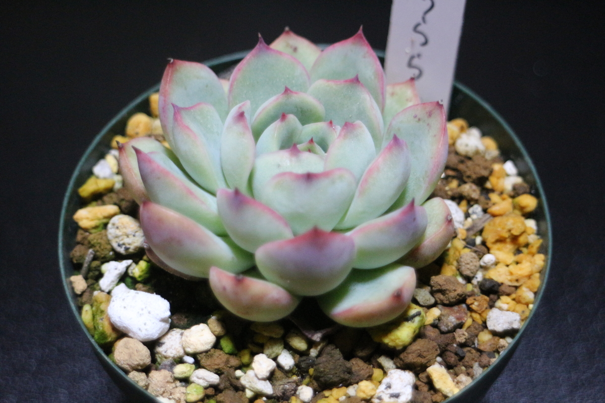 f:id:brooklynlifehack:20210503200103j:plain