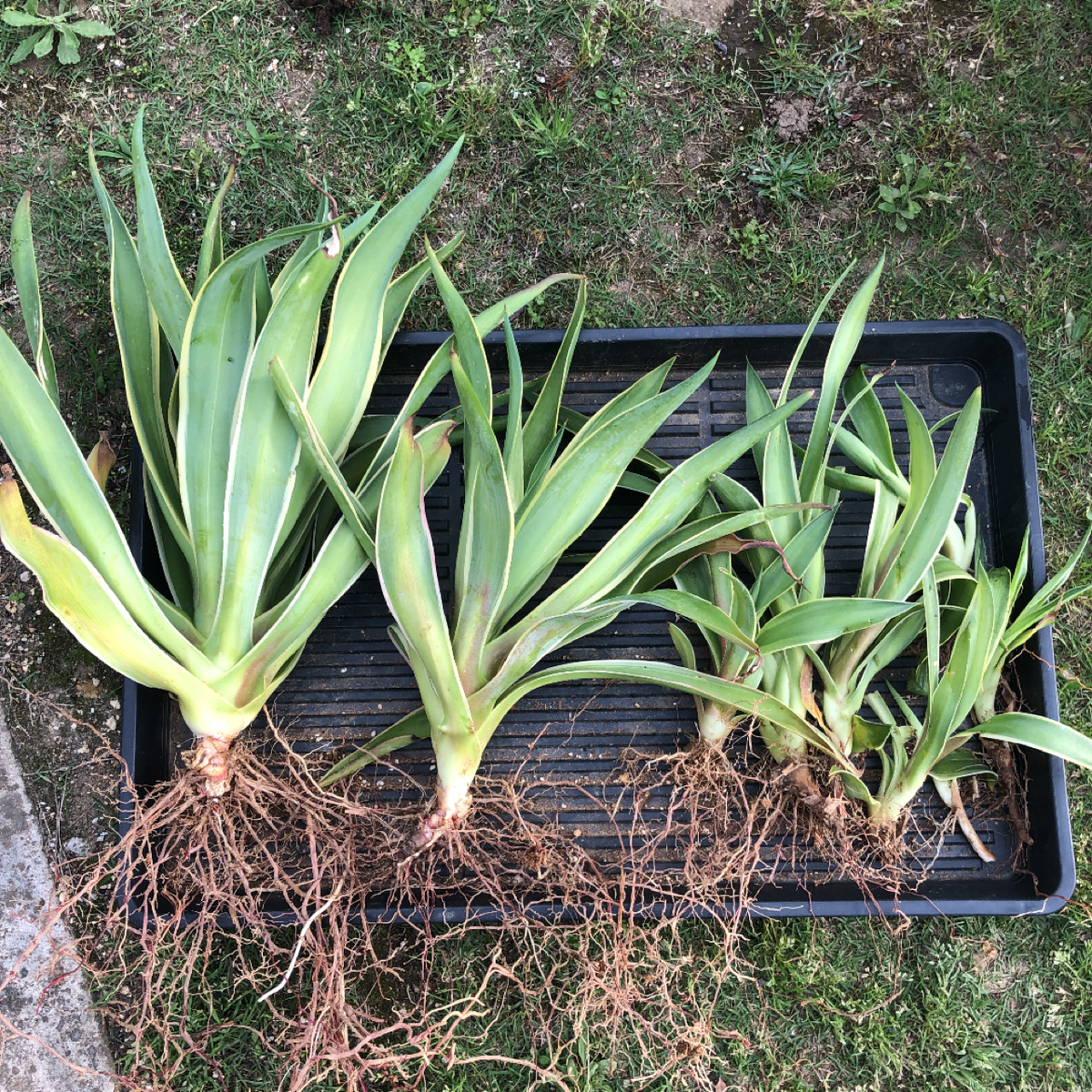 アガベ デスメティアーナ バリエガータ を 植え替え