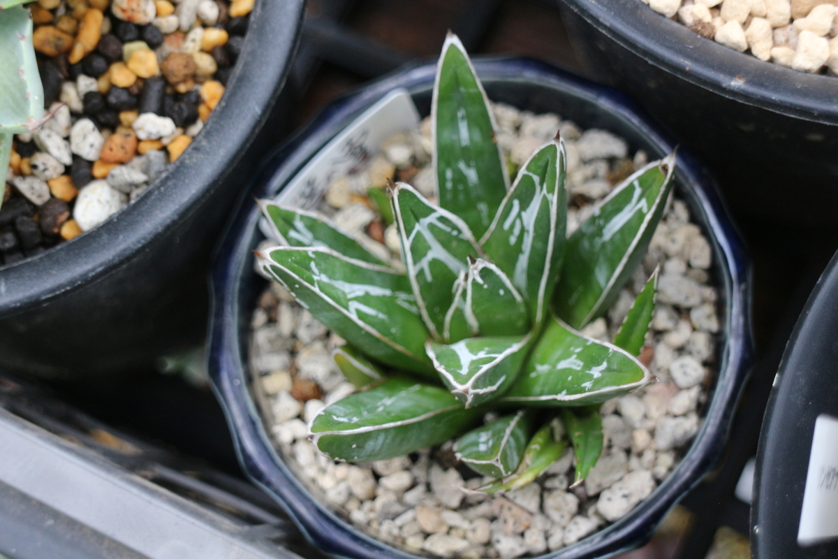 いつかは行きたい多肉の聖地・錦玉園さん - ブルックリンライフハック