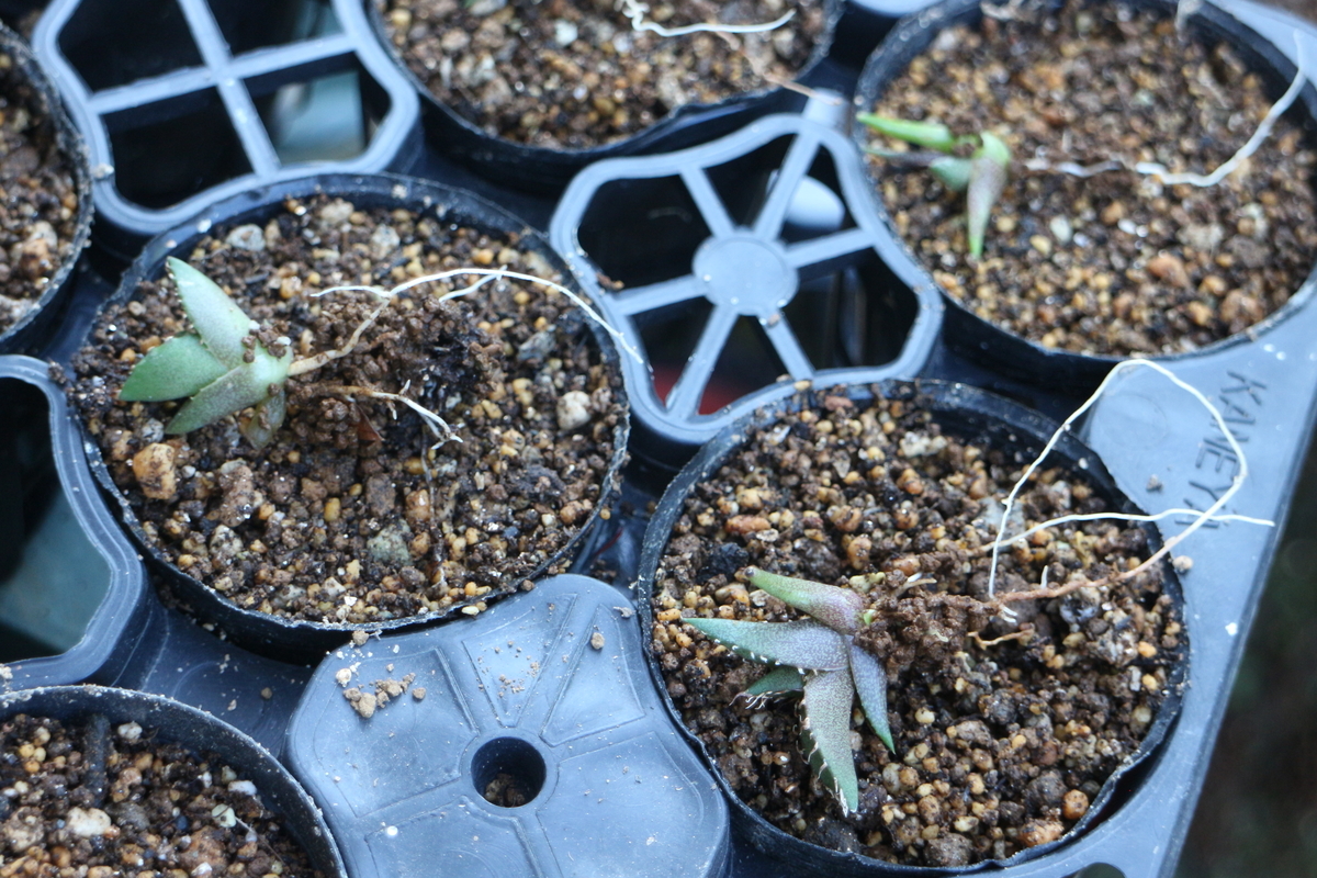 アガベ】チタノタの実生をはじめました！ - ブルックリンライフハック