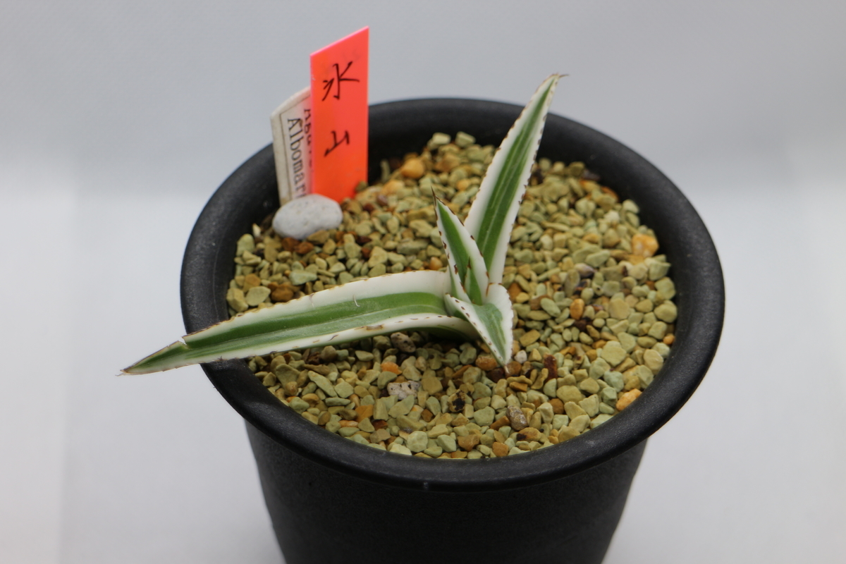 わが家で一番高価な多肉植物は……アガベ 氷山 - ブルックリンライフハック