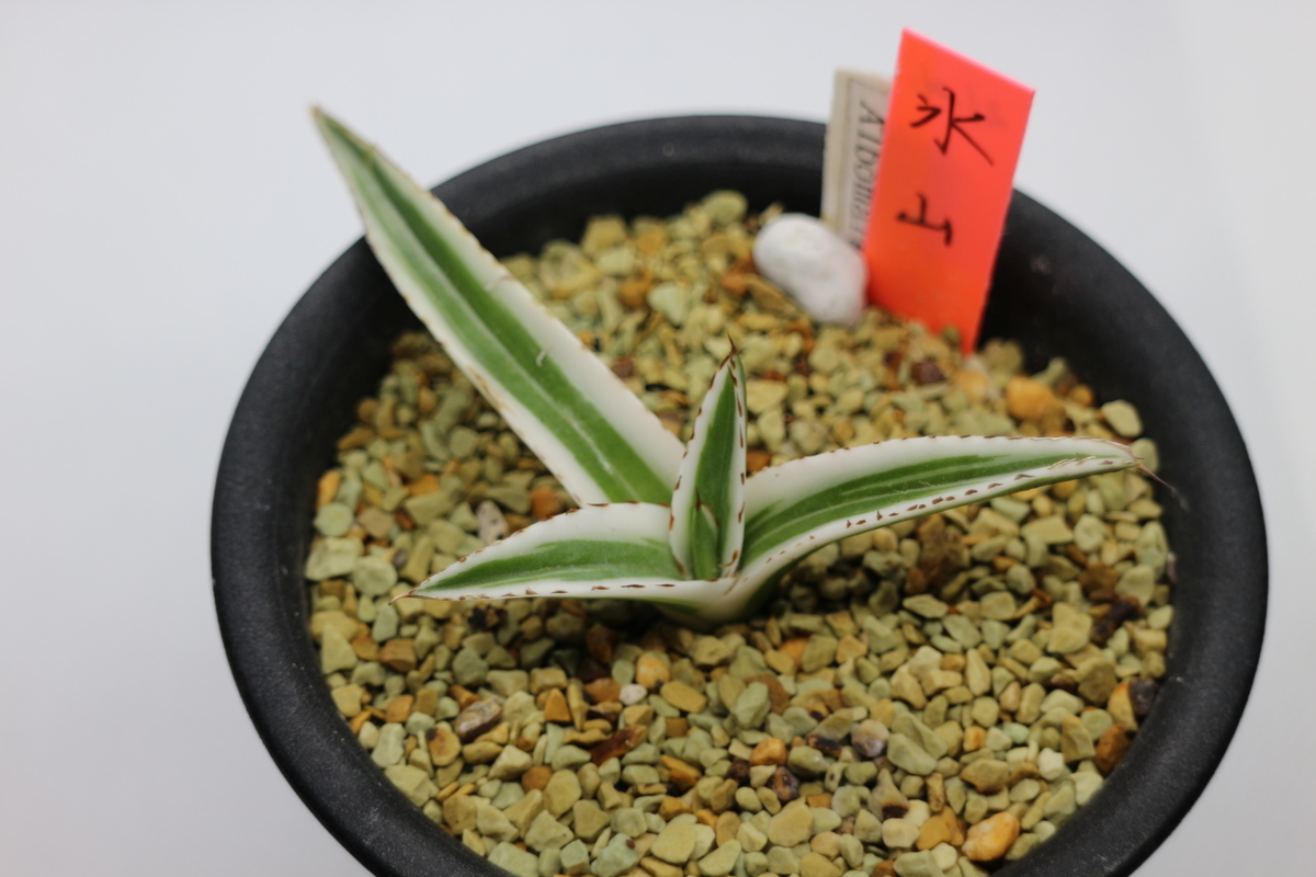 わが家で一番高価な多肉植物は……アガベ 氷山 - ブルックリンライフハック