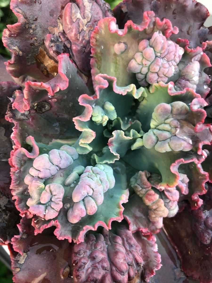 エケベリア紹介9】 ヴァージニア リー Echeveria 'Virginia Lee
