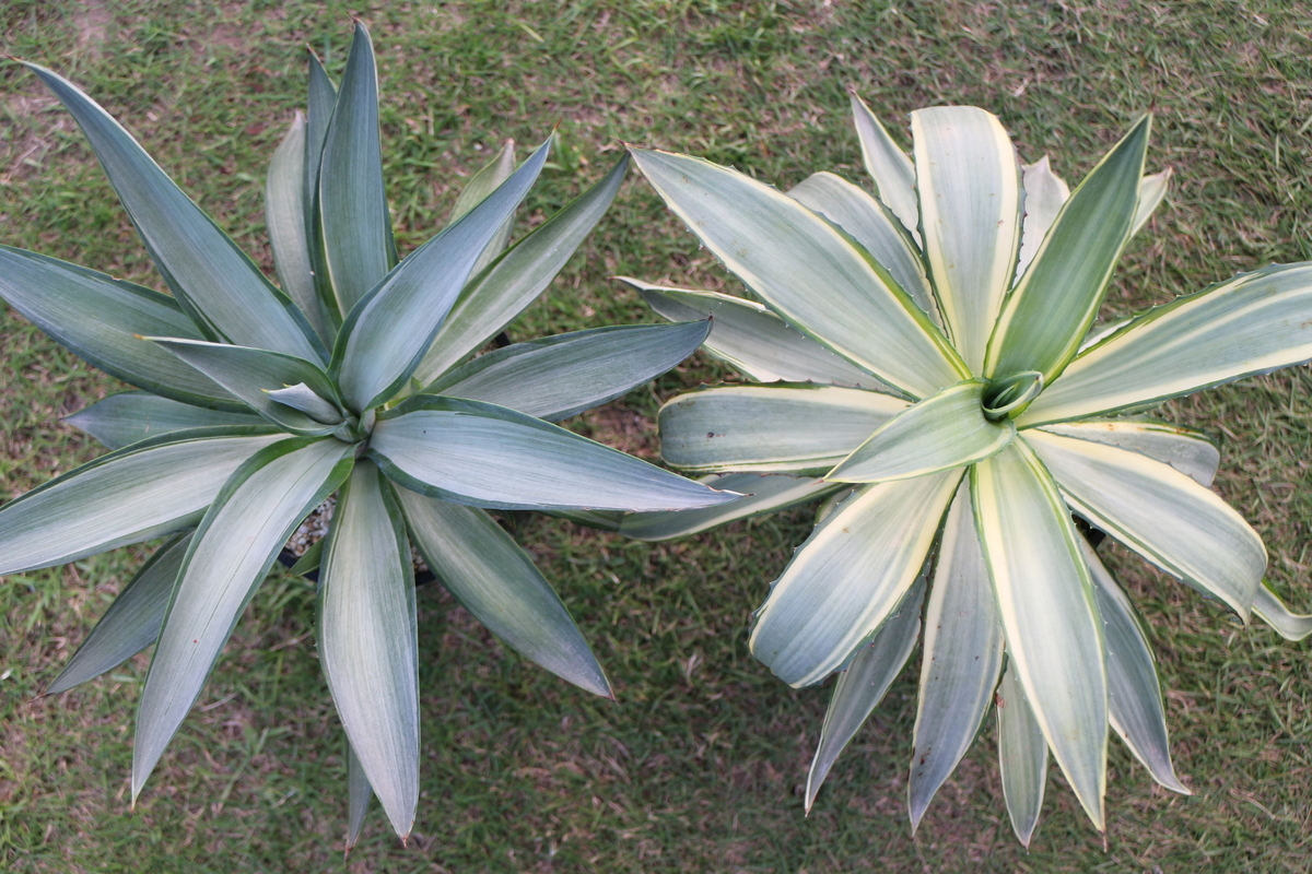 アガベ紹介 1】アガベ デスメティアナ Agave desmetiana アガベ紹介 1】アガベ デスメティアナ Agave desmetiana