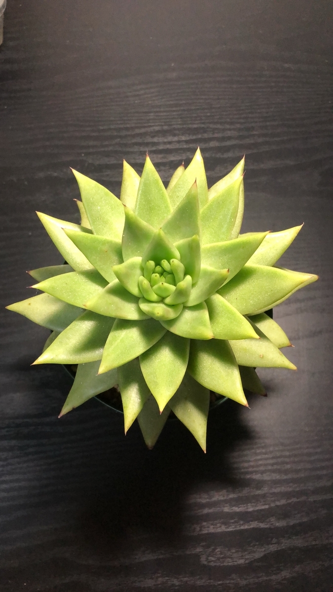 f:id:brooklynlifehack:20210929201146j:plain