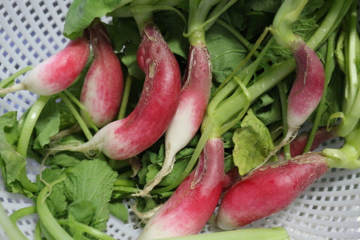 f:id:brooklynlifehack:20211002184437j:plain