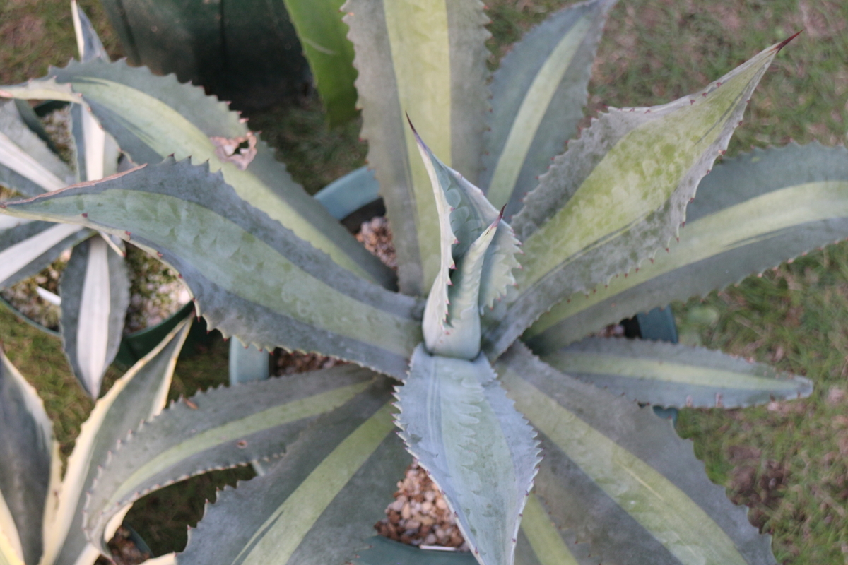 アガベ紹介 2】アガベ アメリカーナ Agave americana