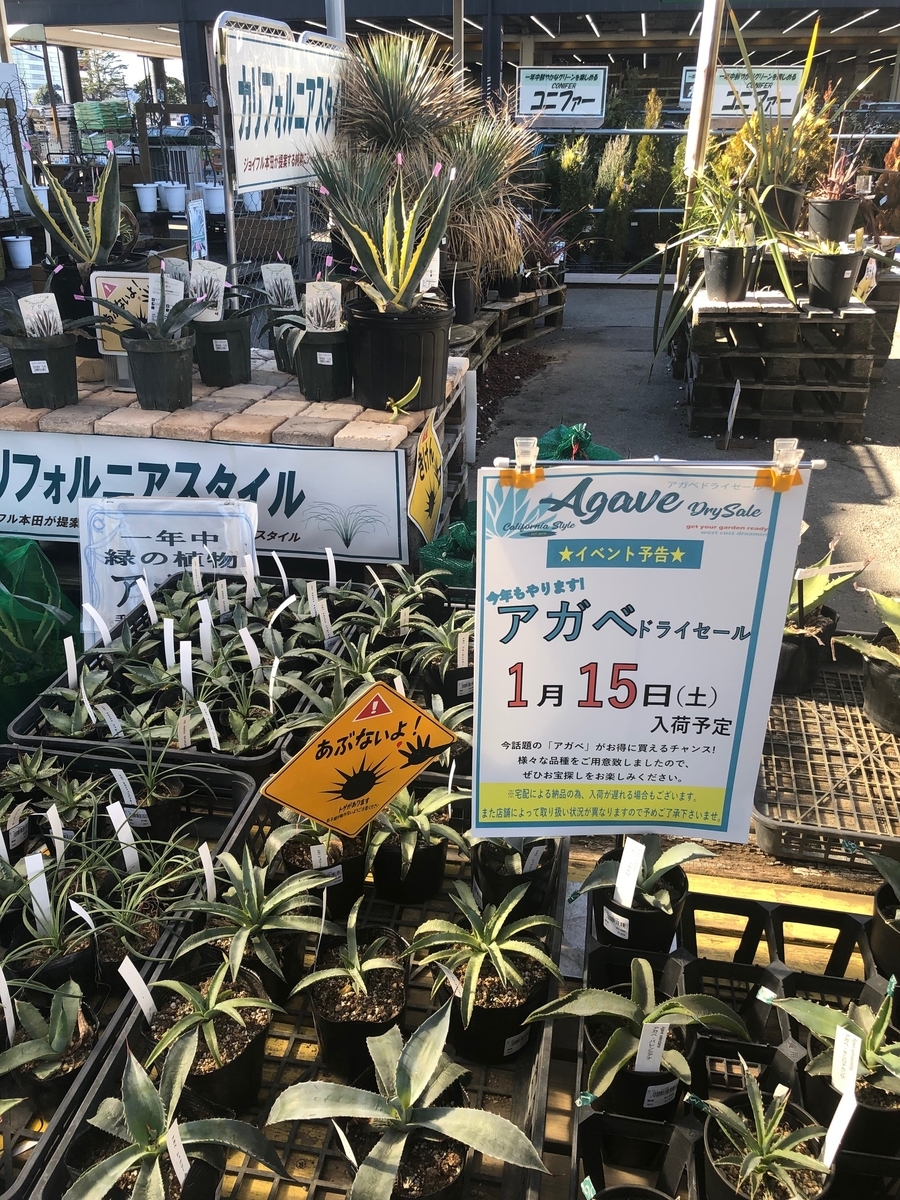 ジョイフル本田のアガベドライセールでアガベ狩り ブルックリンライフハック