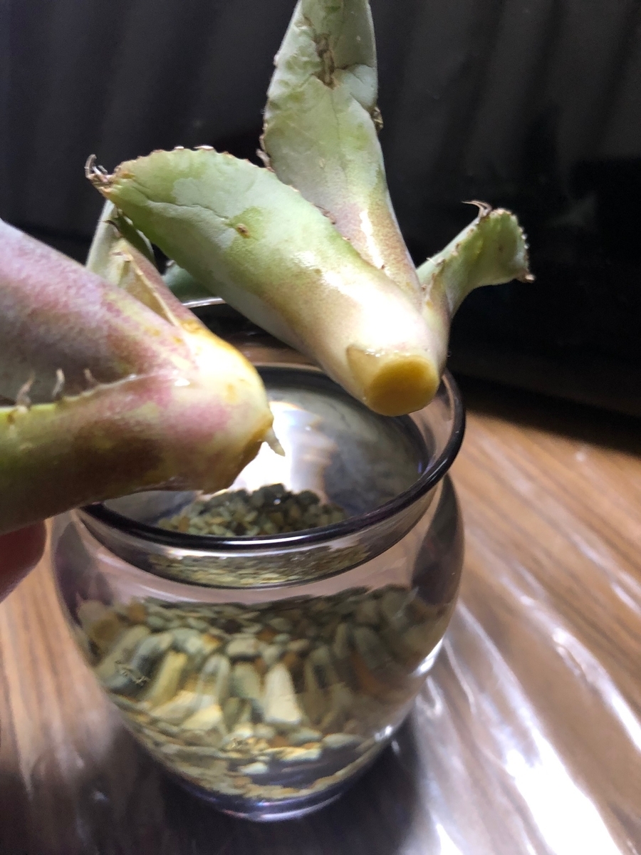 f:id:brooklynlifehack:20220222223108j:plain