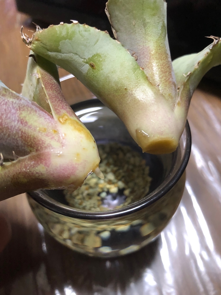 f:id:brooklynlifehack:20220222223315j:plain