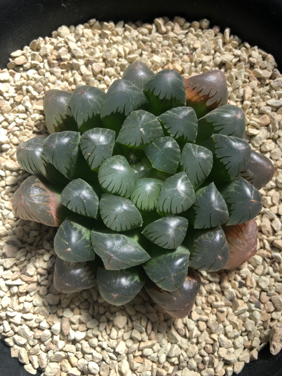 f:id:brooklynlifehack:20220307203503j:plain