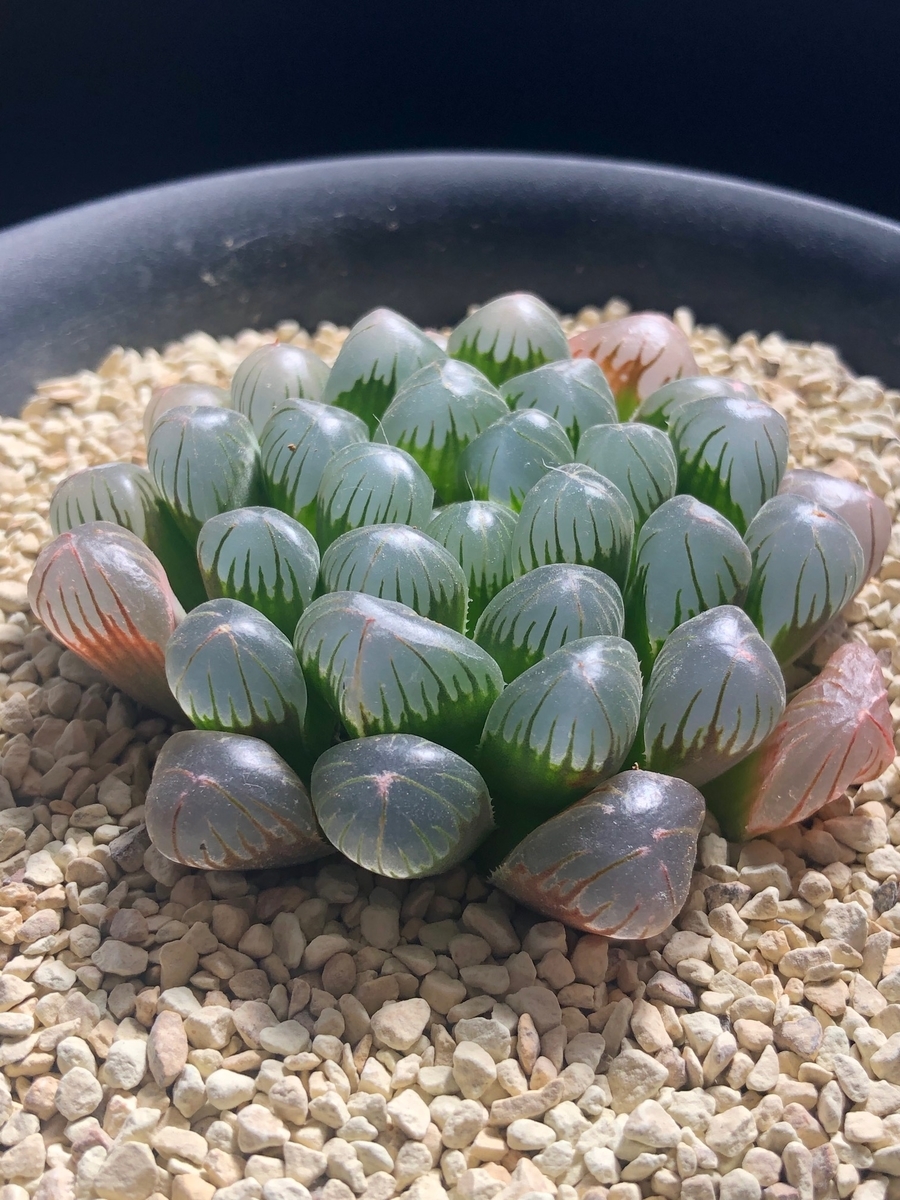 f:id:brooklynlifehack:20220307203636j:plain