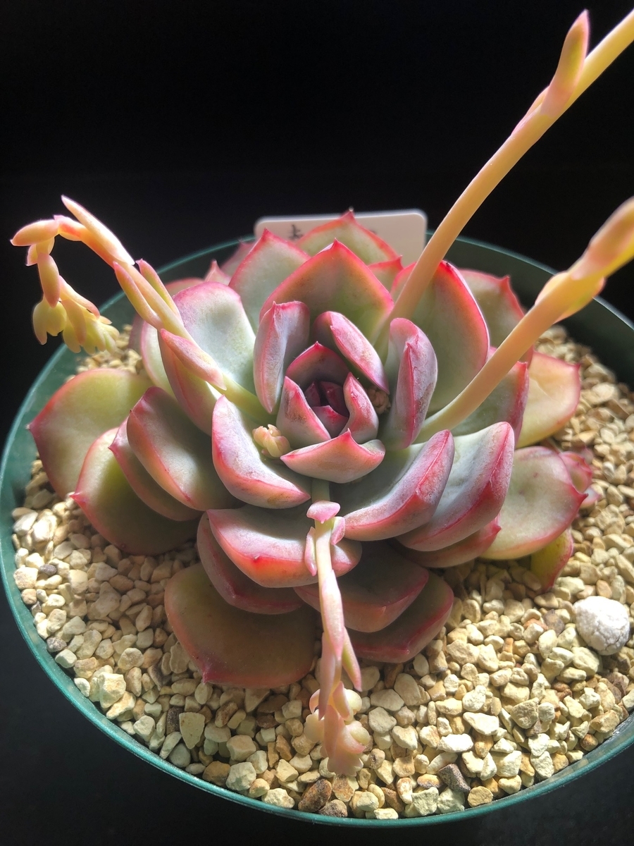 f:id:brooklynlifehack:20220308210721j:plain