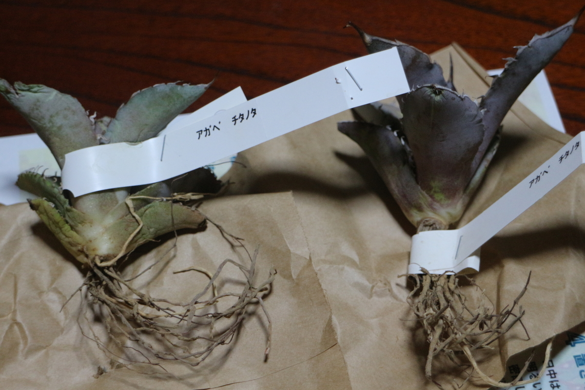 f:id:brooklynlifehack:20220312221151p:plain