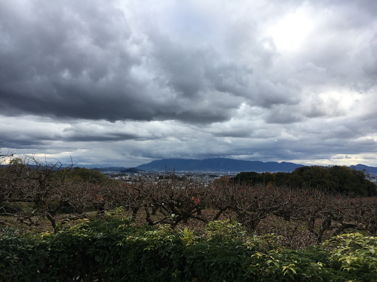 f:id:brown-lizard:20201129140704j:plain