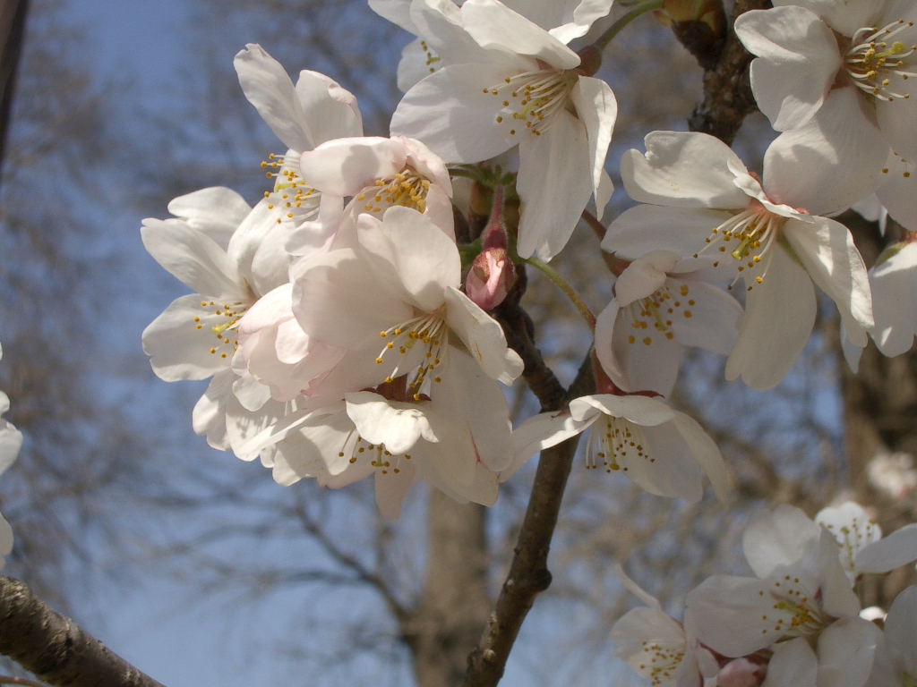 f:id:brown101:20120409135804j:image:w360