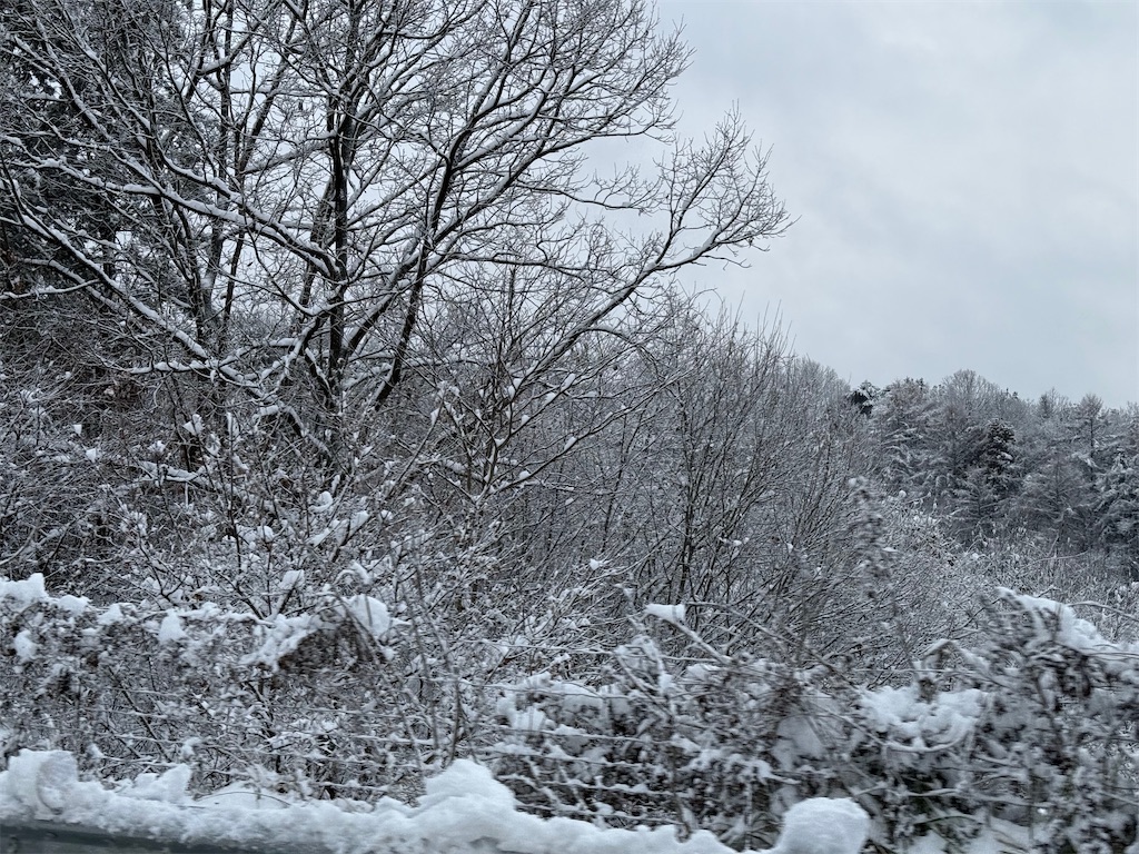 f:id:brownbrownbearnew:20241127220332j:image