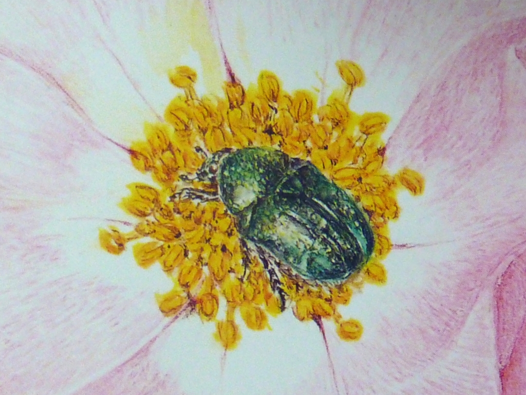 素晴らしき昆虫細密画の世界：熊田千佳慕『ファーブル昆虫記の虫