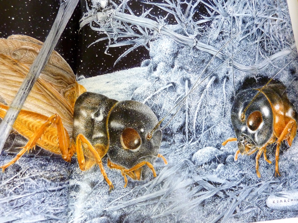 素晴らしき昆虫細密画の世界：熊田千佳慕『ファーブル昆虫記の虫