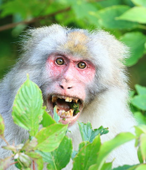 f:id:browncapuchin:20160731051302p:plain f:id:browncapuchin:20160731051302p:plain